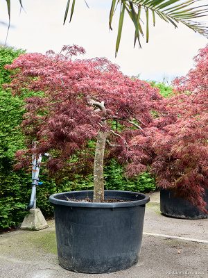 Acer pal. diss 'Crimson Queen' - Vaxtinredarna.se