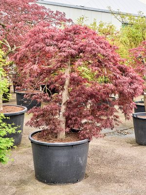 Acer pal. diss. 'Garnet' - Vaxtinredarna.se