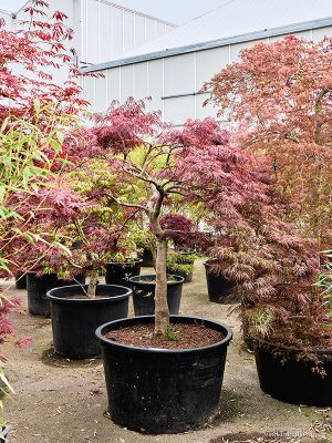 Acer pal. diss. 'Garnet' - Vaxtinredarna.se