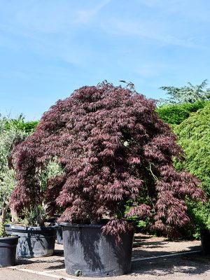 Acer pal. diss. 'Garnet' - Vaxtinredarna.se