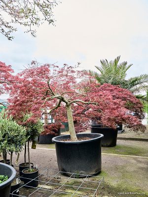 Acer pal. diss. 'Garnet' - Vaxtinredarna.se