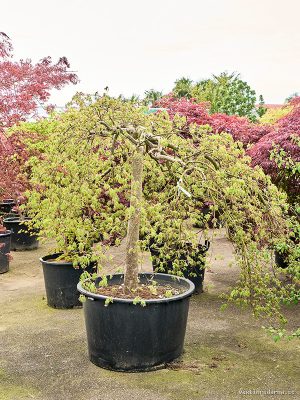 Acer pal. diss. 'Green Lace' - Vaxtinredarna.se