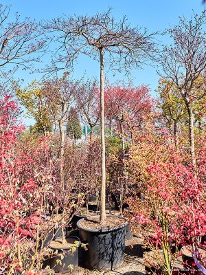 Acer pal. diss. 'Inaba-shidare' - Vaxtinredarna.se
