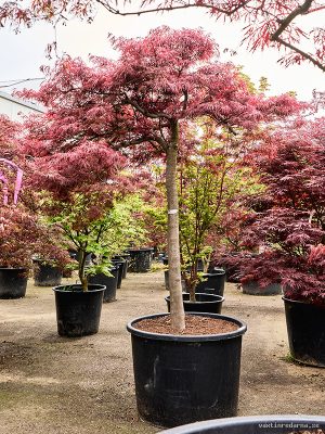 Acer pal. diss. 'Inaba-shidare' - Vaxtinredarna.se