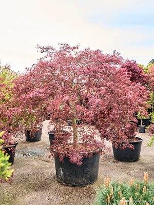 Acer pal. diss. 'Inaba-shidare' - Vaxtinredarna.se