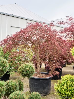 Acer pal. diss. 'Inaba-shidare' - Vaxtinredarna.se