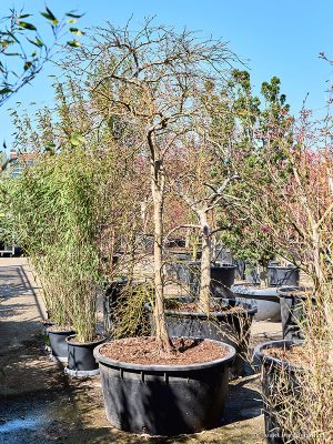 Acer pal. diss 'Ornatum' - Vaxtinredarna.se