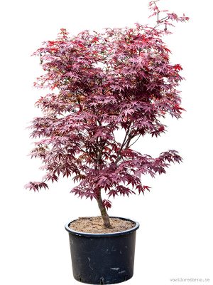 Acer pal. 'Fire Glow' (140-180) - Vaxtinredarna.se