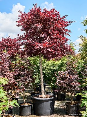 Acer pal. 'Fire Glow' (300-350) - Vaxtinredarna.se
