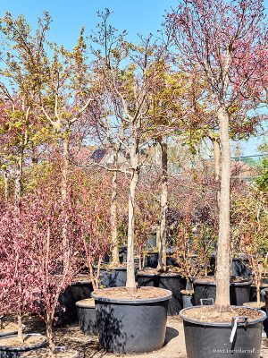 Acer pal. 'Fire Glow' (320-340) - Vaxtinredarna.se