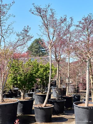 Acer pal. 'Fire Glow' (400-420) - Vaxtinredarna.se