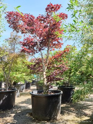 Acer pal. 'Fire Glow' - Vaxtinredarna.se