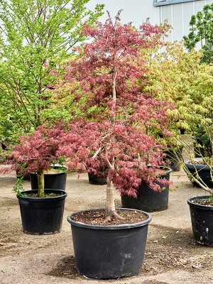 Acer pal. 'Garnet' - Vaxtinredarna.se