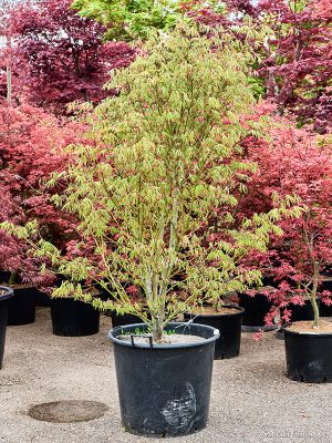Acer pal. 'Kogane Nishiki' (200-230) - Vaxtinredarna.se