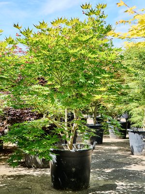 Acer pal. 'Kogane Nishiki' - Vaxtinredarna.se