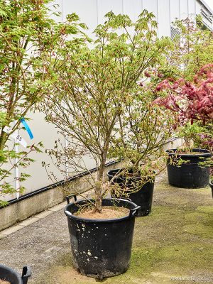 Acer pal. 'Kogane Nishiki' - Vaxtinredarna.se