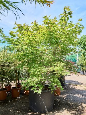 Acer pal. 'Kogane Nishiki' - Vaxtinredarna.se