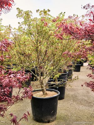 Acer pal. 'Kogane Nishiki' - Vaxtinredarna.se