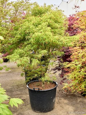 Acer pal. 'Koto-No-Ito' - Vaxtinredarna.se