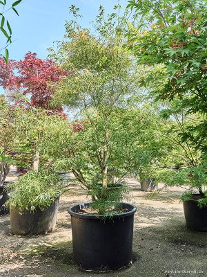 Acer pal. 'Koto-No-Ito' - Vaxtinredarna.se