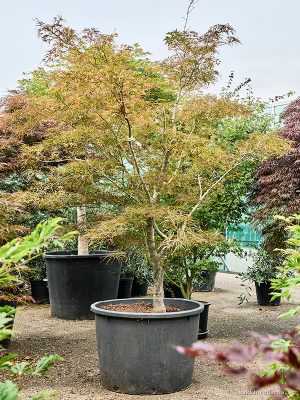 Acer pal. 'Linearilobum' - Vaxtinredarna.se