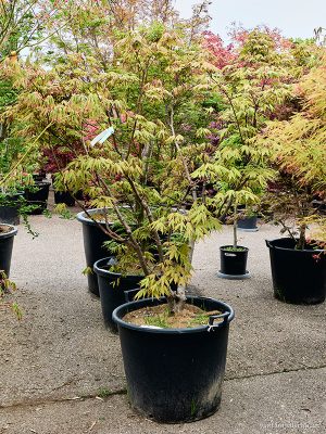 Acer pal. 'Osakazuki' - Vaxtinredarna.se