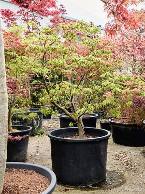 Acer pal. 'Osakazuki' - Vaxtinredarna.se