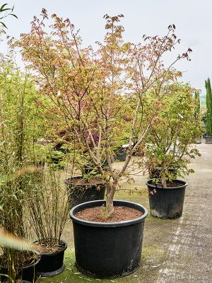 Acer pal. 'Osakazuki' - Vaxtinredarna.se