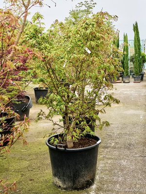 Acer pal. 'Osakazuki' - Vaxtinredarna.se