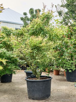 Acer pal. 'Polymorphum' - Vaxtinredarna.se