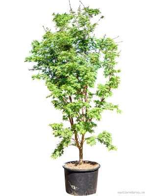 Acer pal. 'Sangokaku' (180-240) - Vaxtinredarna.se