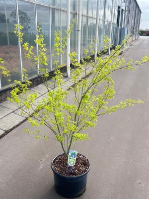 Acer palmatum 'Aoyagi' - Vaxtinredarna.se
