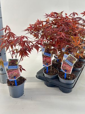 Acer palmatum 'Atropurpureum' - Vaxtinredarna.se