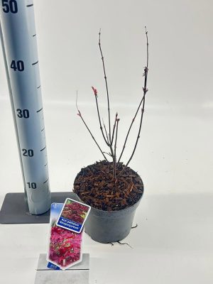 Acer palmatum 'Atropurpureum' - Vaxtinredarna.se
