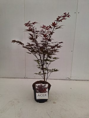 Acer palmatum 'Atropurpureum' - Vaxtinredarna.se