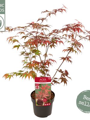 Acer palmatum 'Atropurpureum' - Vaxtinredarna.se