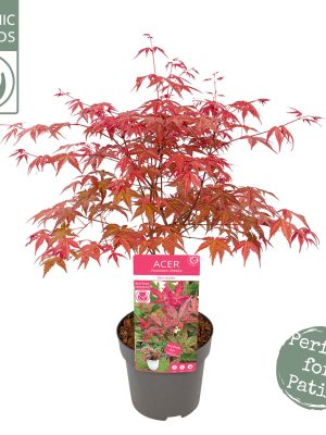 Acer palmatum 'Beni-maiko' - Vaxtinredarna.se