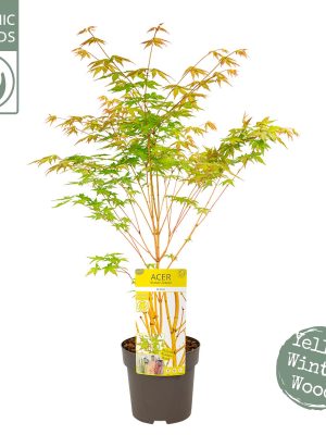 Acer palmatum 'Bi hoo' - Vaxtinredarna.se