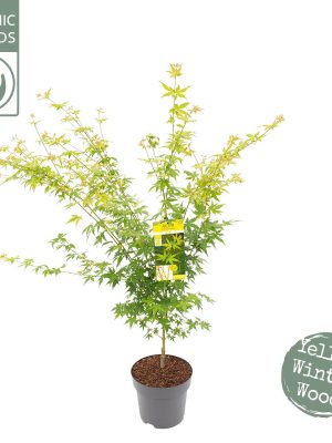 Acer palmatum 'Bi hoo' - Vaxtinredarna.se