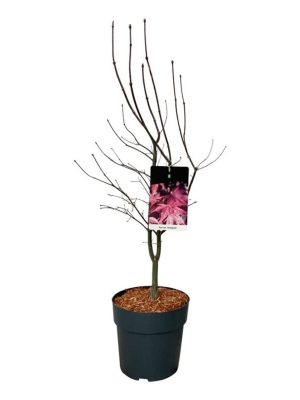 Acer palmatum 'Bloodgood' - Vaxtinredarna.se