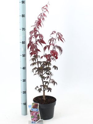 Acer palmatum 'Bloodgood' - Vaxtinredarna.se