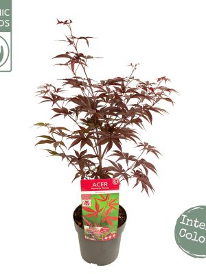 Acer palmatum 'Bloodgood' - Vaxtinredarna.se