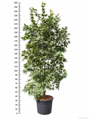Acer palmatum 'Bloodgood' - Vaxtinredarna.se