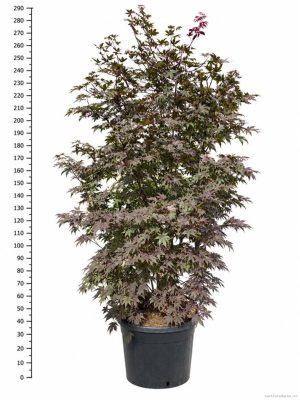 Acer palmatum 'Bloodgood' - Vaxtinredarna.se