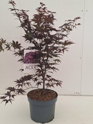 Acer palmatum 'Bloodgood' - Vaxtinredarna.se