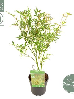 Acer palmatum 'Butterfly' - Vaxtinredarna.se