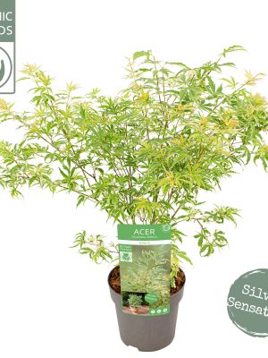 Acer palmatum 'Butterfly' - Vaxtinredarna.se