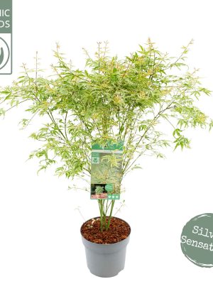 Acer palmatum 'Butterfly' - Vaxtinredarna.se