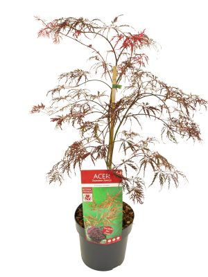 Acer palmatum 'Crimson Queen' - Vaxtinredarna.se