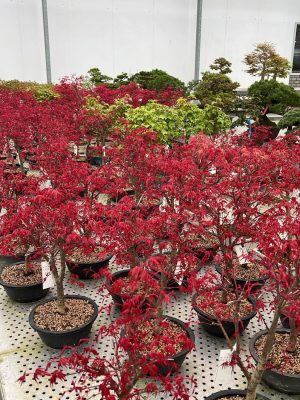 Acer palmatum 'Deshojo' - Vaxtinredarna.se